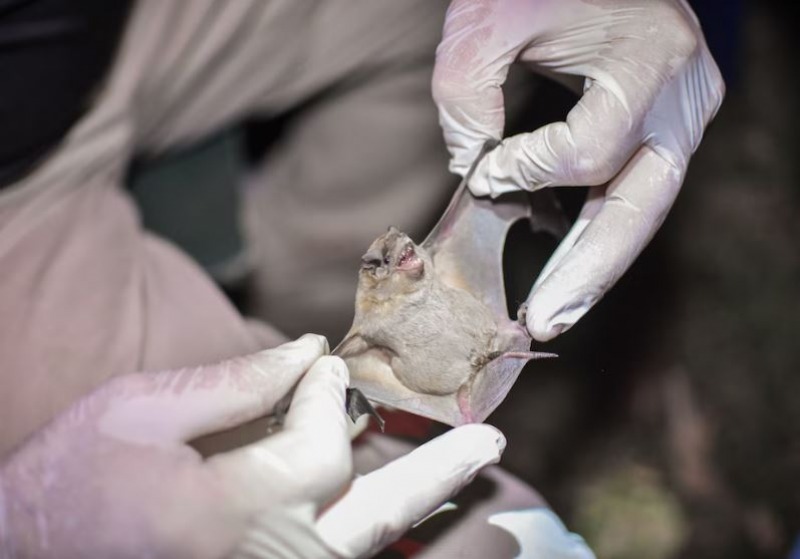 Nuevo bloqueo ante la deteccin de rabia en un murcilago